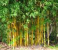 Bambusáci